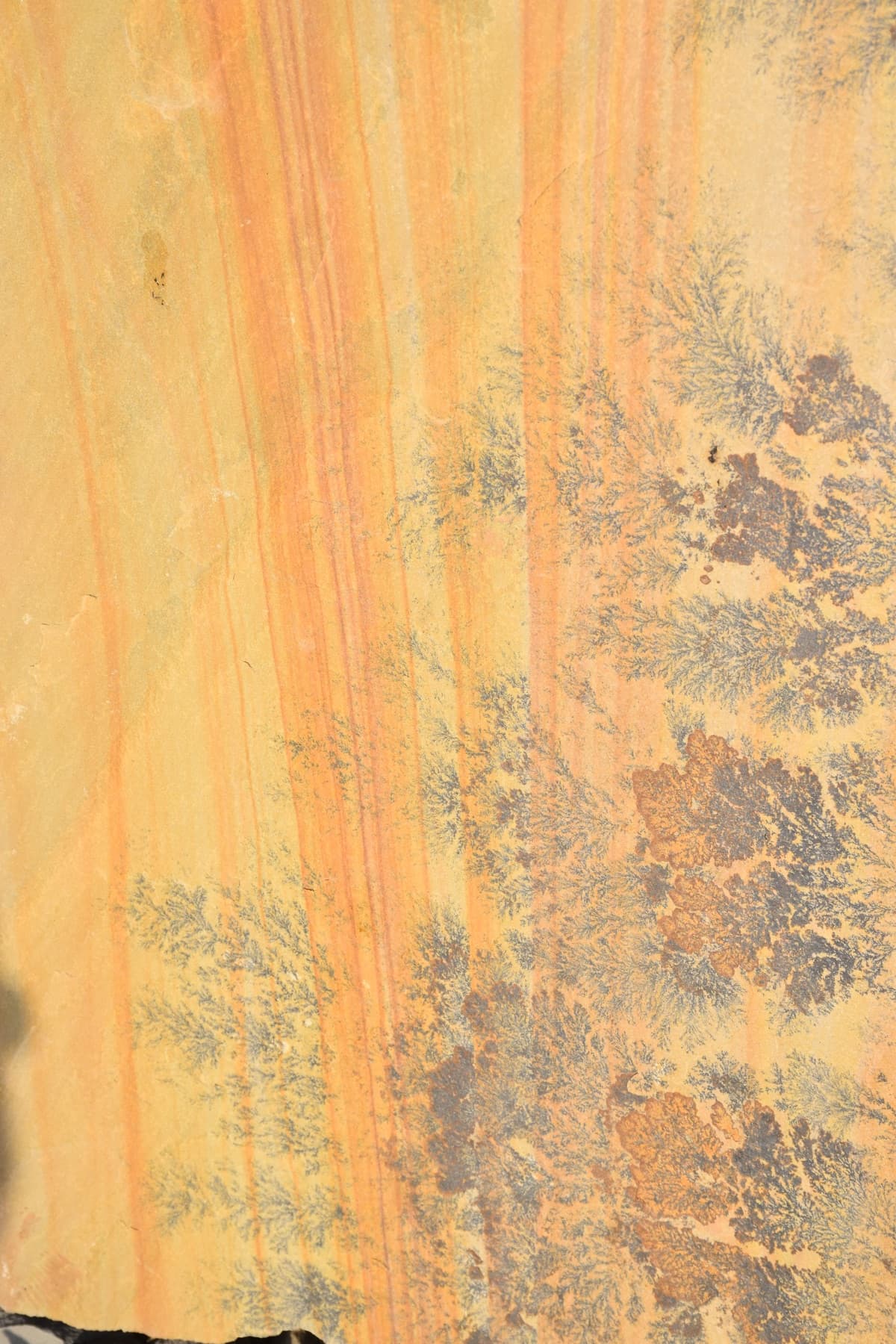 Fossil Mint · Surface close-up